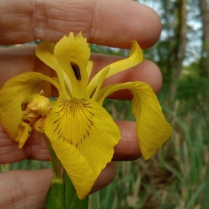 Photographie n°1353609 du taxon Iris pseudacorus L. [1753]