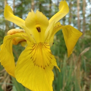 Photographie n°1353612 du taxon Iris pseudacorus L. [1753]