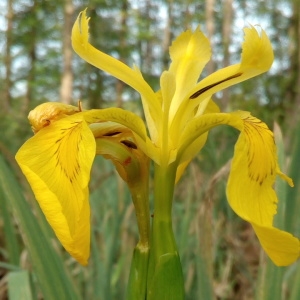 Photographie n°1353615 du taxon Iris pseudacorus L. [1753]