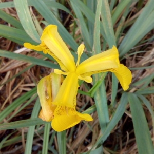 Photographie n°1353618 du taxon Iris pseudacorus L. [1753]