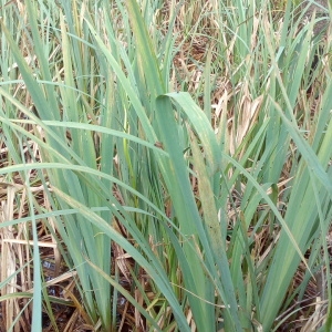 Photographie n°1353620 du taxon Iris pseudacorus L. [1753]