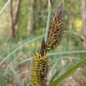 Photographie n°1353630 du taxon Carex riparia Curtis [1783]