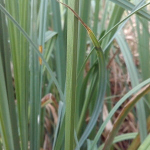 Photographie n°1353638 du taxon Carex riparia Curtis [1783]