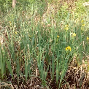 Photographie n°1353642 du taxon Iris pseudacorus L. [1753]