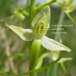 Photographie n°1354927 du taxon Platanthera bifolia (L.) Rich. [1817]