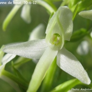 Photographie n°1354972 du taxon Platanthera bifolia (L.) Rich. [1817]