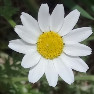 Photographie n°1358166 du taxon Anthemis cotula L. [1753]