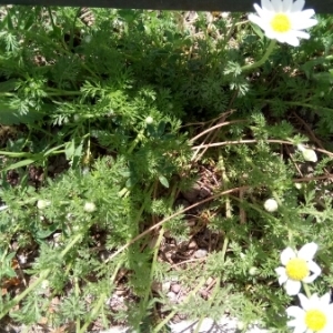 Photographie n°1358168 du taxon Anthemis cotula L. [1753]