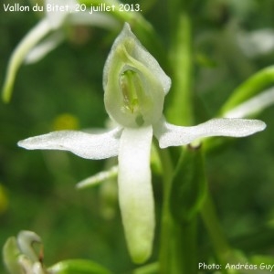 Photographie n°1358939 du taxon Platanthera bifolia (L.) Rich. [1817]