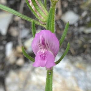 Photographie n°1363403 du taxon Misopates orontium (L.) Raf. [1840]