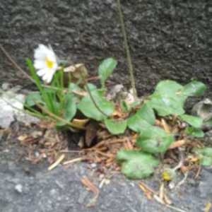 Photographie n°1363597 du taxon Bellis perennis L. [1753]