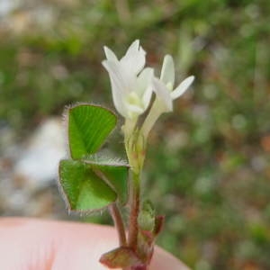 Photographie n°1364311 du taxon Trifolium subterraneum L.