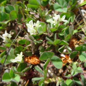 Photographie n°1364312 du taxon Trifolium subterraneum L.