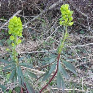 Photographie n°1368677 du taxon Euphorbia amygdaloides L.