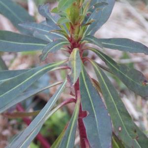 Photographie n°1368679 du taxon Euphorbia amygdaloides L.