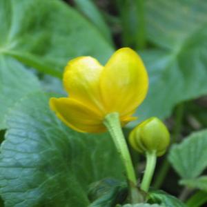 Photographie n°1369657 du taxon Caltha palustris L. [1753]