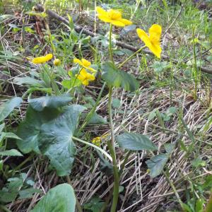 Photographie n°1369658 du taxon Caltha palustris L. [1753]