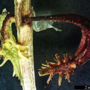 Photographie n°1373107 du taxon Rumex bucephalophorus L. [1753]