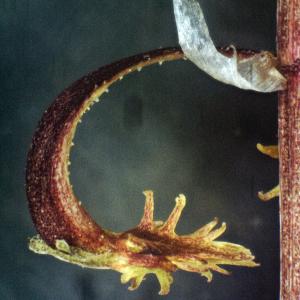 Photographie n°1373115 du taxon Rumex bucephalophorus L. [1753]