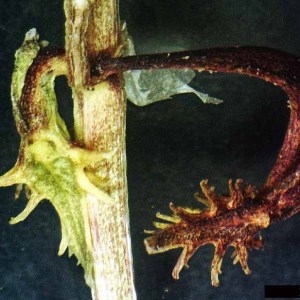 Photographie n°1373116 du taxon Rumex bucephalophorus L. [1753]