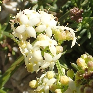 Galium corrudifolium Vill. (Gaillet à feuilles d'asperge)