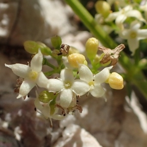 Photographie n°1374608 du taxon Galium corrudifolium Vill. [1779]