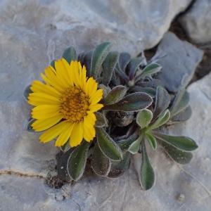 Photographie n°1374858 du taxon Pallenis maritima (L.) Greuter [1997]
