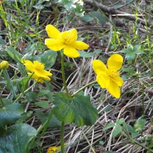 Photographie n°1376056 du taxon Caltha palustris L. [1753]