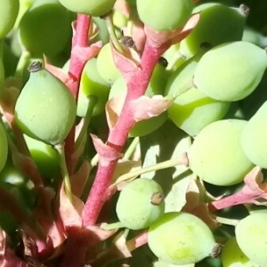 Photographie n°1377788 du taxon Berberis aquifolium Pursh [1814]