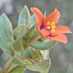 Photographie n°1378159 du taxon Lysimachia arvensis subsp. parviflora (Hoffmanns. & Link) Peruzzi [2010]