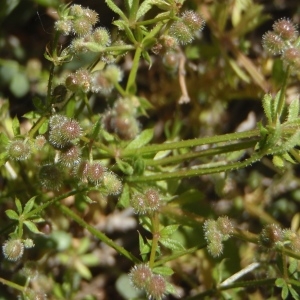  - Galium aparine subsp. aparinella (Lange) Jauzein [1995]