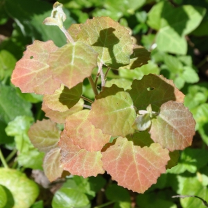 Photographie n°1378787 du taxon Populus tremula L. [1753]