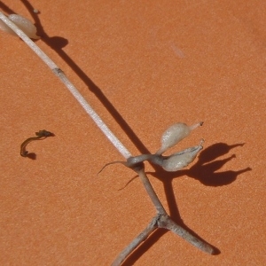 Photographie n°1378814 du taxon Zannichellia palustris subsp. pedicellata (Wahlenb. & Rosén) Arcang. [1882]