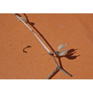 Zannichellia gibberosa Rchb. (Zannichellie pédicellée)
