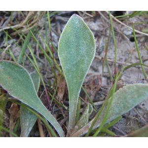 Limonium cuspidatum (Delort) Erben (Limonium de Provence)