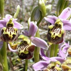 Photographie n°1382875 du taxon Ophrys druentica P.Delforge & Viglione [2006]