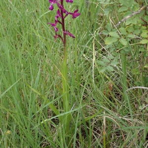 Photographie n°1386252 du taxon Anacamptis laxiflora (Lam.) R.M.Bateman, Pridgeon & M.W.Chase [1997]