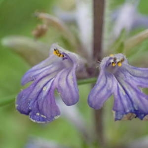 Photographie n°1386380 du taxon Ajuga reptans L. [1753]