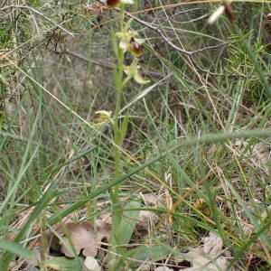 Photographie n°1386444 du taxon Ophrys virescens Philippe [1859]