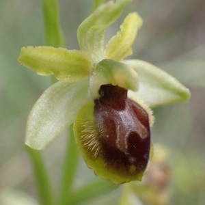 Photographie n°1386451 du taxon Ophrys virescens Philippe [1859]