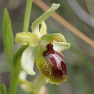 Photographie n°1386456 du taxon Ophrys virescens Philippe [1859]