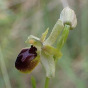 Photographie n°1386461 du taxon Ophrys virescens Philippe [1859]