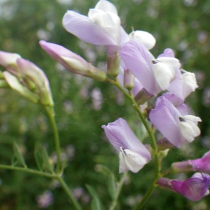 Photographie n°1386863 du taxon Vicia altissima Desf. [1799]