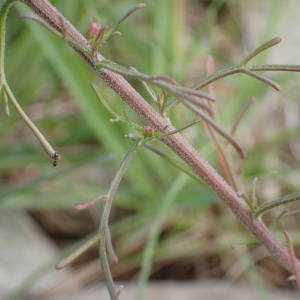 Photographie n°1387099 du taxon Iberis pinnata L. [1755]