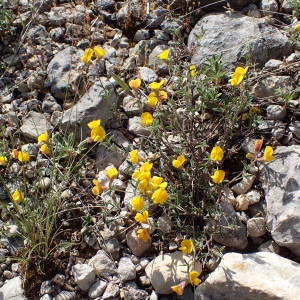 Photographie n°1387101 du taxon Argyrolobium zanonii (Turra) P.W.Ball [1968]