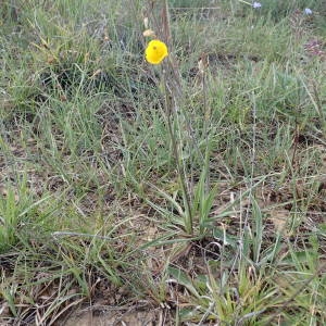 Photographie n°1387113 du taxon Ranunculus gramineus L. [1753]