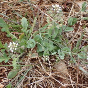 Photographie n°1387963 du taxon Microthlaspi perfoliatum (L.) F.K.Mey. [1973]