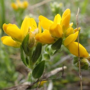 Photographie n°1387972 du taxon Genista hispanica L. [1753]