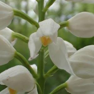 Photographie n°1389325 du taxon Cephalanthera longifolia (L.) Fritsch [1888]