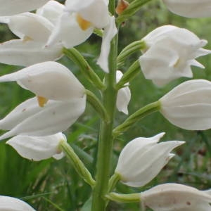 Photographie n°1389326 du taxon Cephalanthera longifolia (L.) Fritsch [1888]